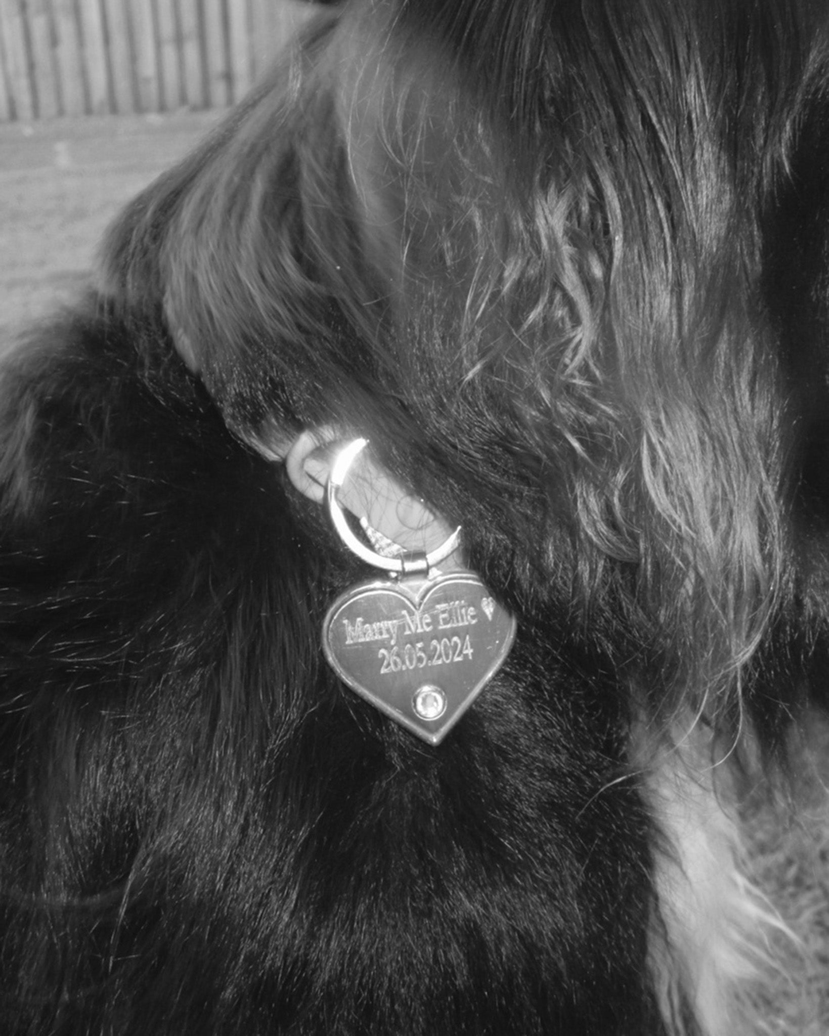A black dog wears a collar with a heart-shaped tag engraved with "Marry Me Ellie" and the date 26.05.2024, set in a grassy area.