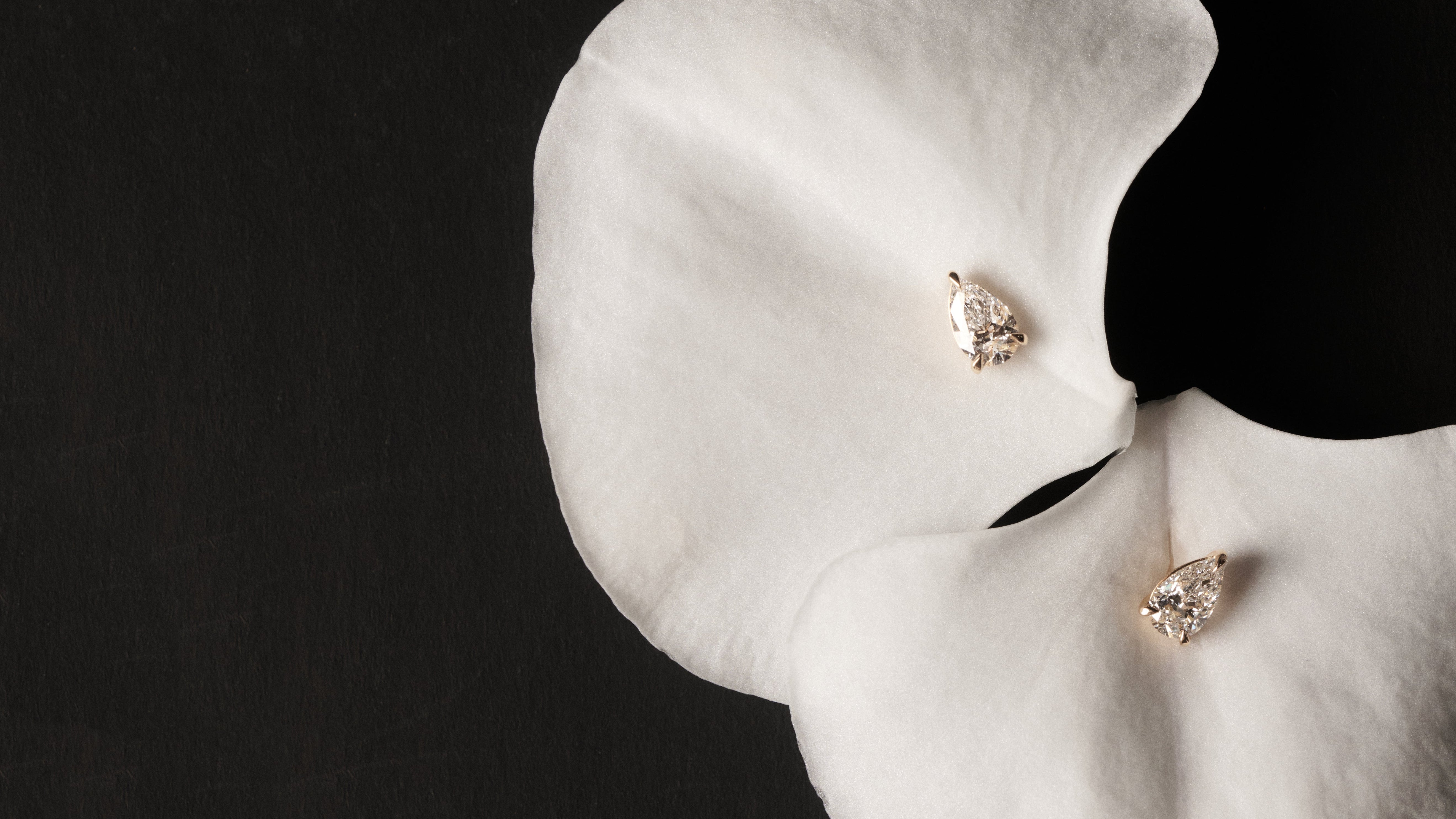 Diamond earrings on white petals with a black background
